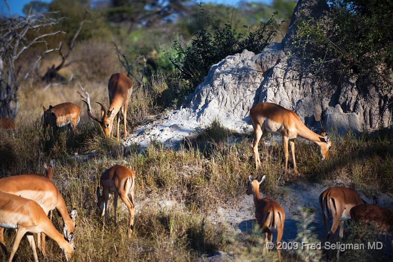 20090615_082612 D3 X1.jpg - Springbok (Gazelle)